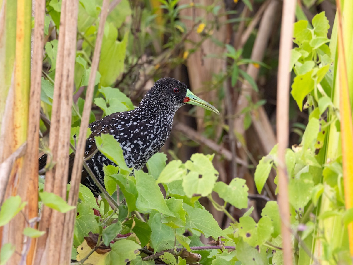 Spotted Rail - ML641435481