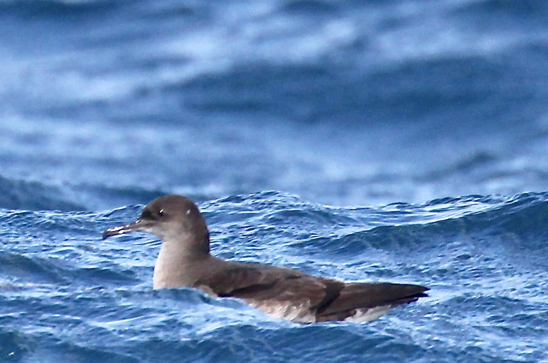 Hutton's Shearwater - ML641435482