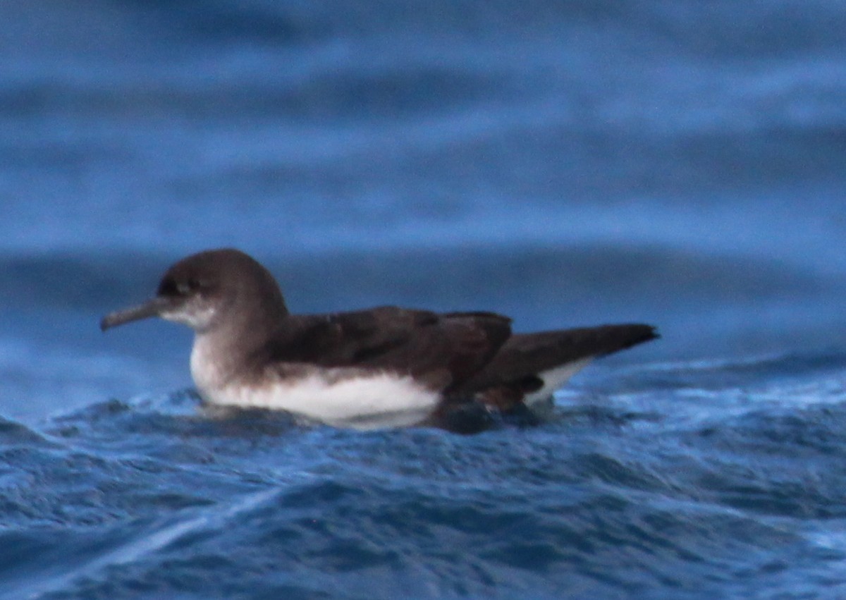 Hutton's Shearwater - ML641435483