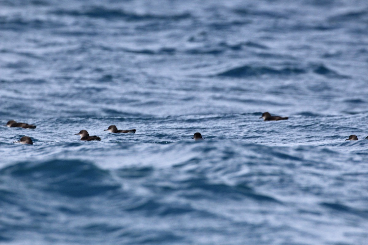 Hutton's Shearwater - ML641435486