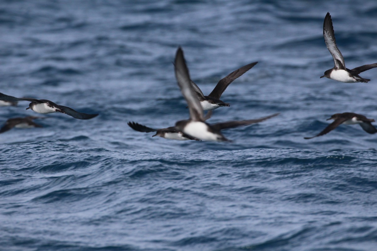 Hutton's Shearwater - ML641435488