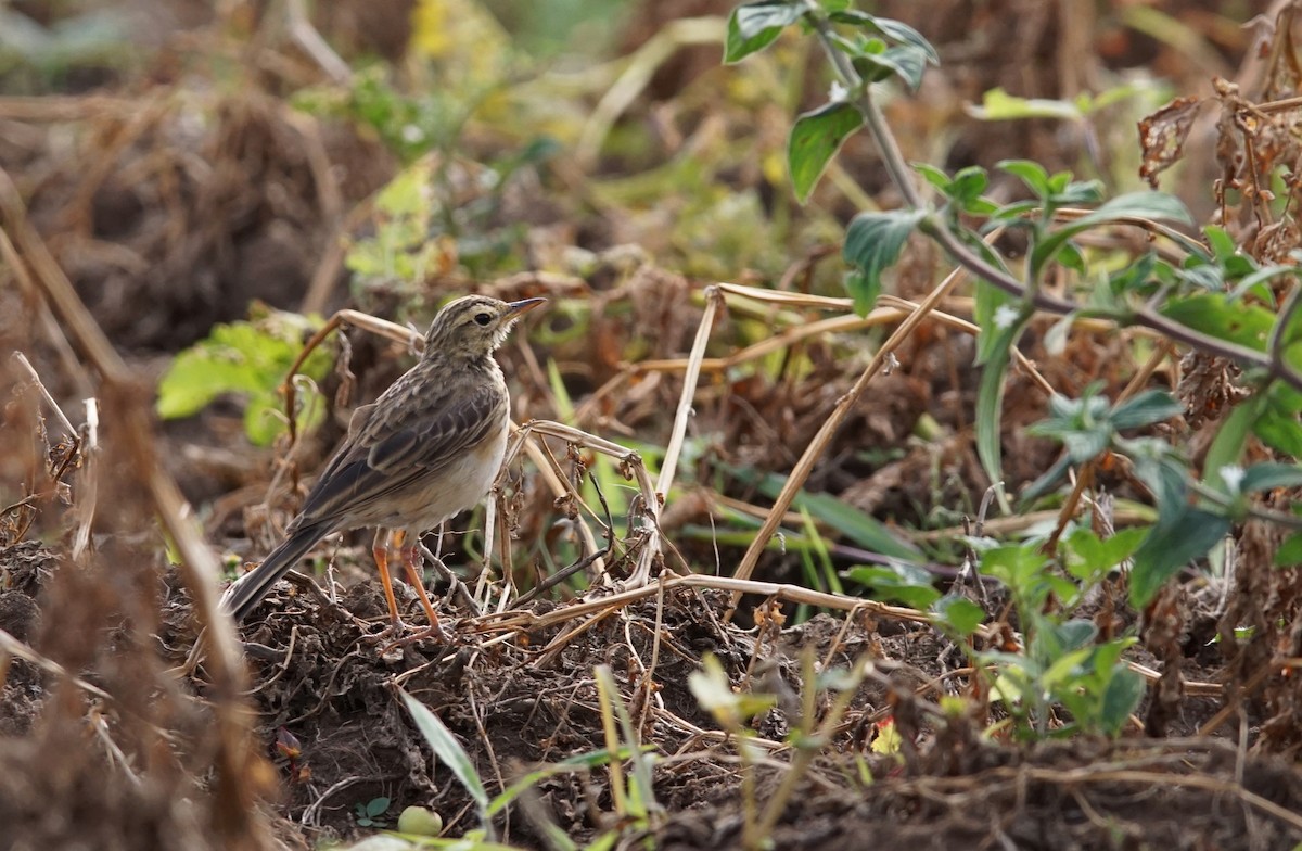 African Pipit - ML641435512