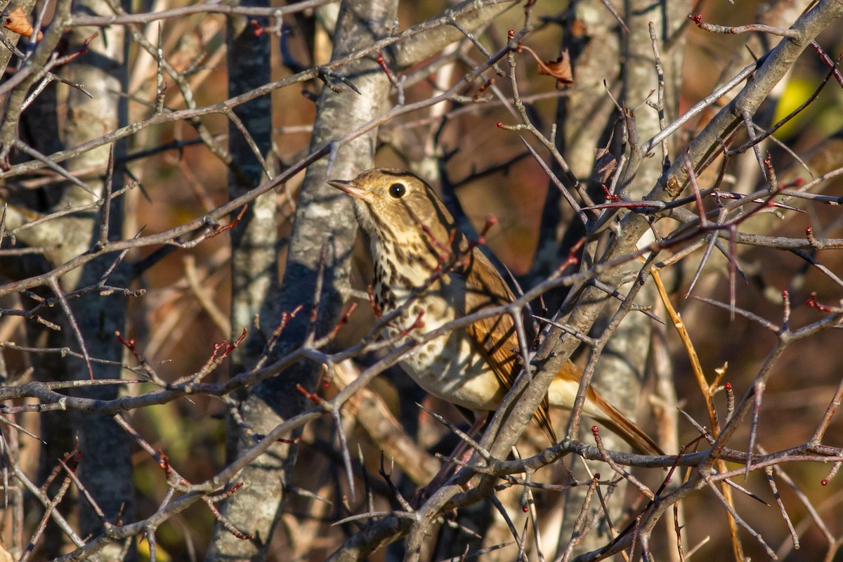 Hermit Thrush - ML641435553