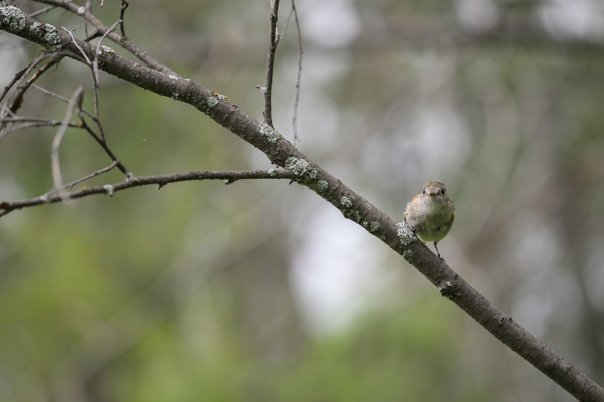 Least Flycatcher - ML641435554
