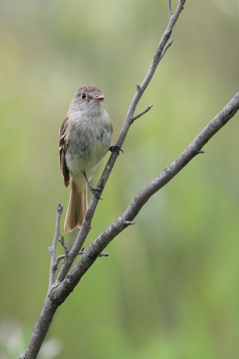 Least Flycatcher - ML641435555