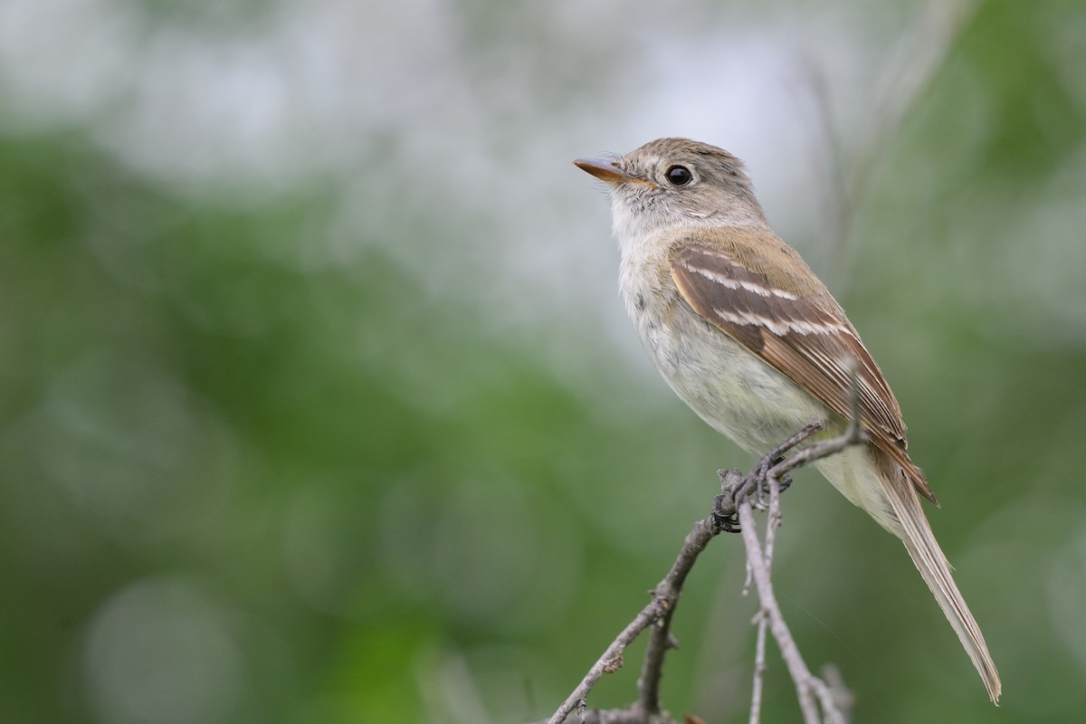 Least Flycatcher - ML641435556