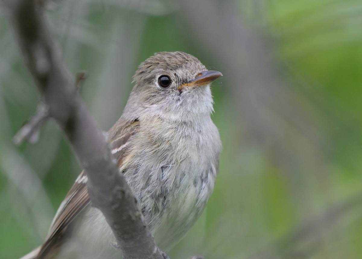 Least Flycatcher - ML641435558