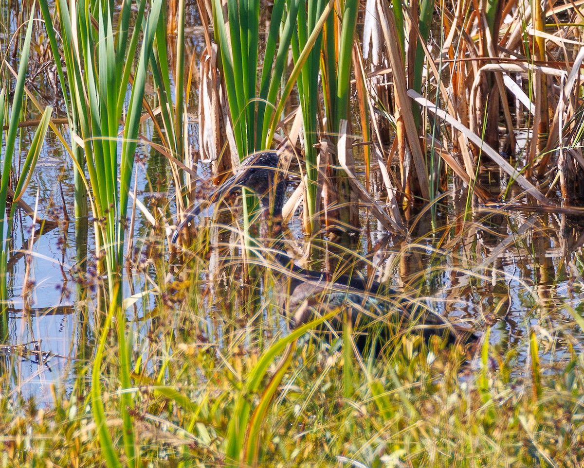 Ibis falcinelle - ML641435575
