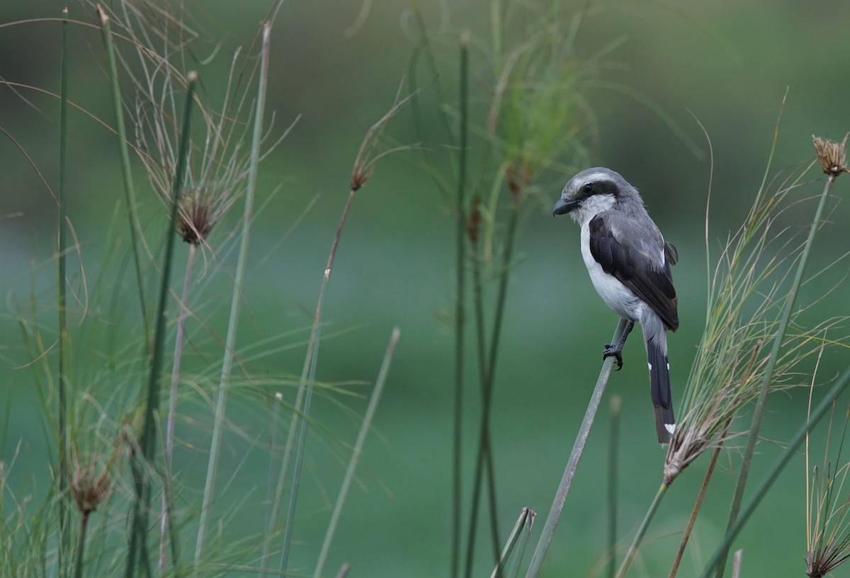 Mackinnon's Shrike - ML641435593