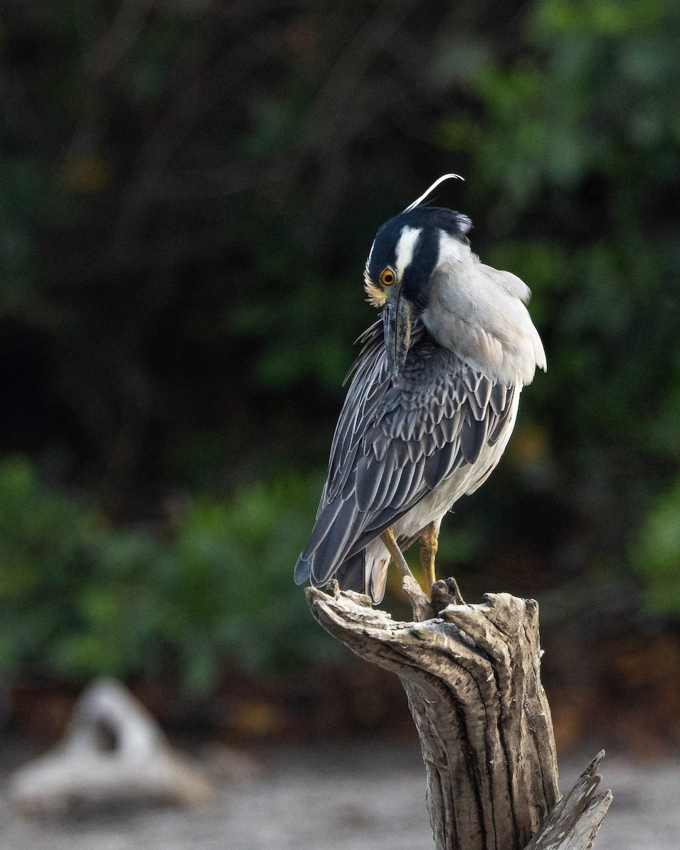 Yellow-crowned Night Heron - ML641435595