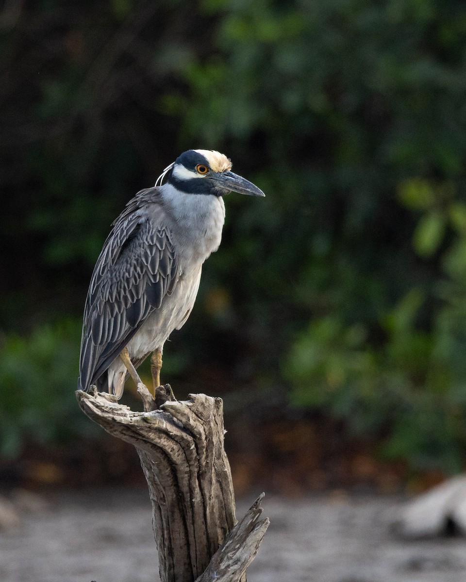 Yellow-crowned Night Heron - ML641435596