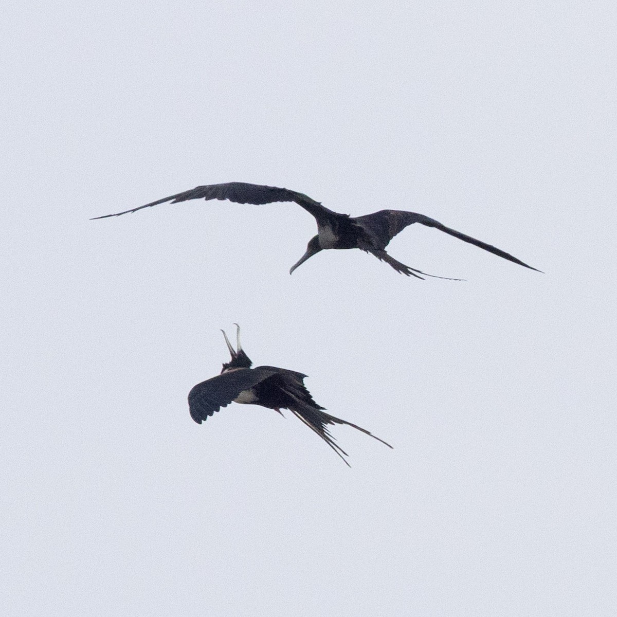 Magnificent Frigatebird - ML641435608