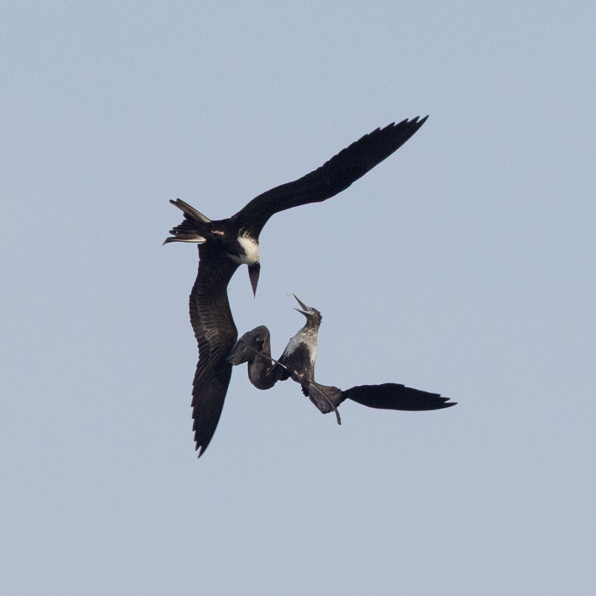 Magnificent Frigatebird - ML641435609