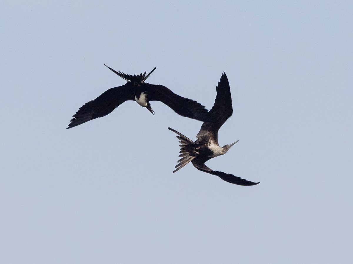 Magnificent Frigatebird - ML641435610