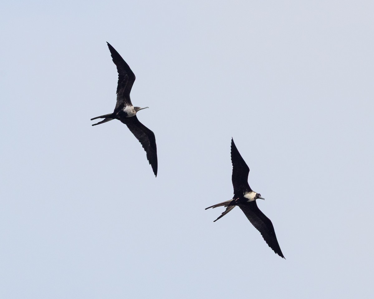 Magnificent Frigatebird - ML641435611