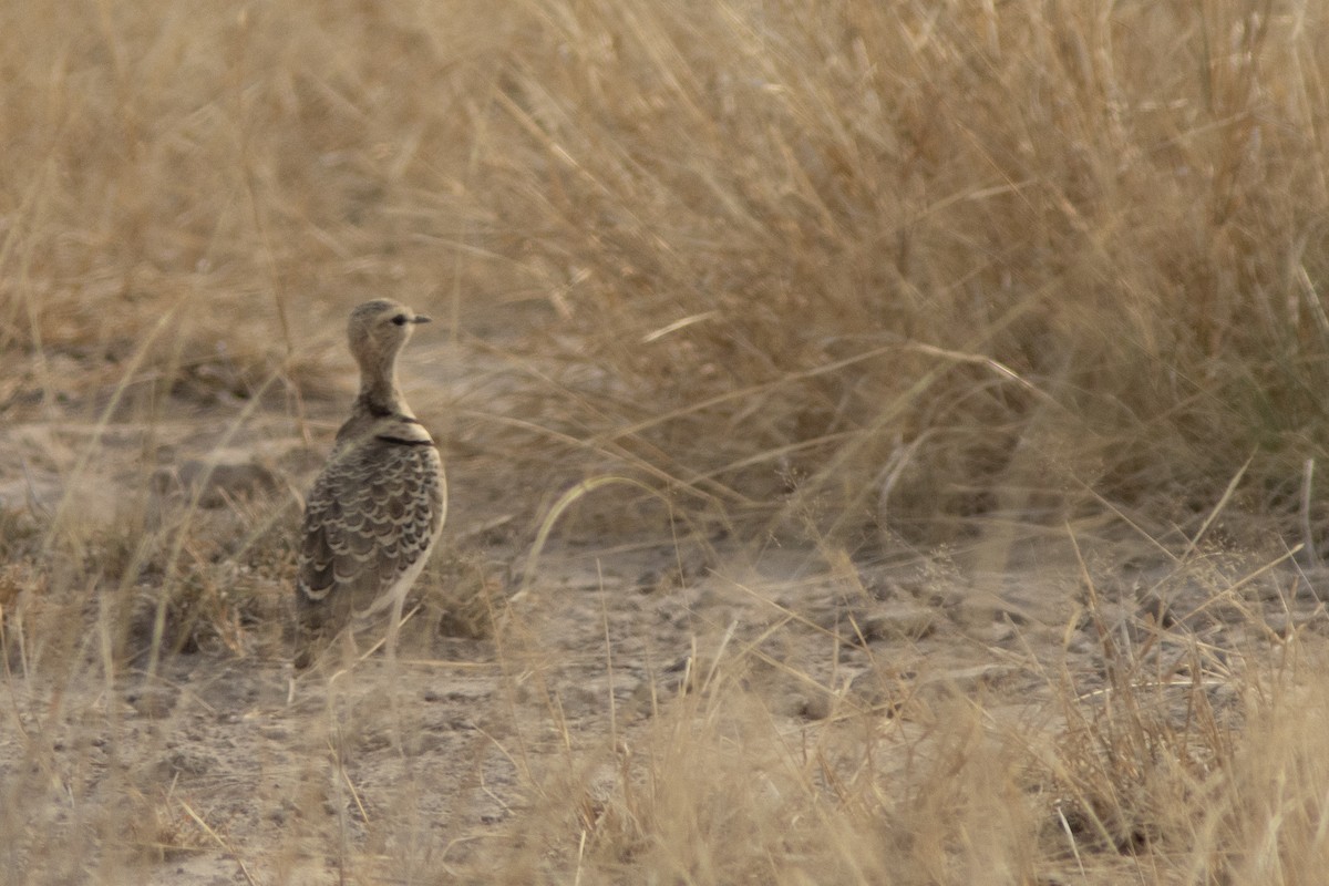 Double-banded Courser - ML641435624