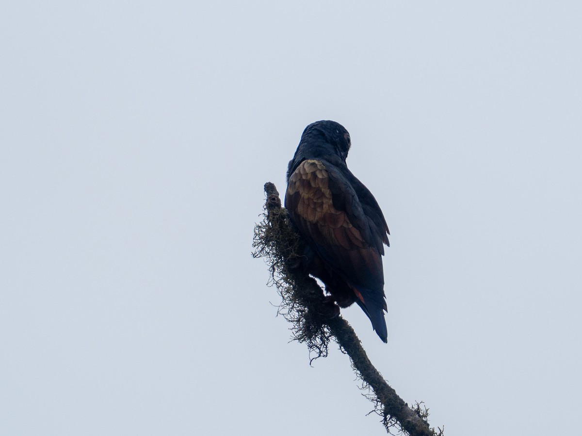 Bronze-winged Parrot - ML641435638