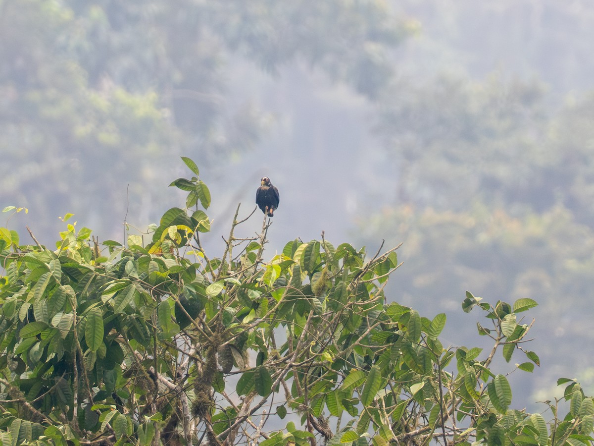Bronze-winged Parrot - ML641435639
