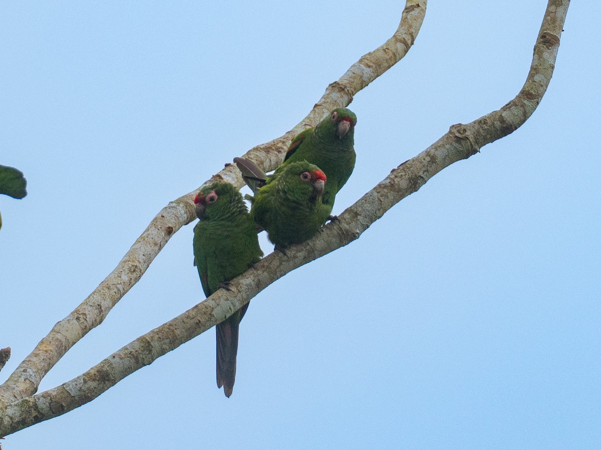 ecuadorparakitt - ML641435645
