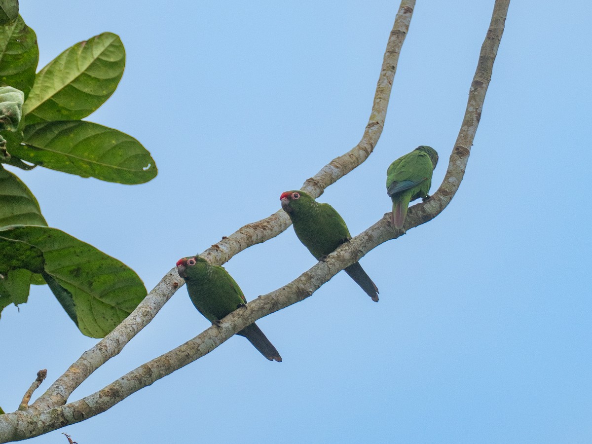 ecuadorparakitt - ML641435646