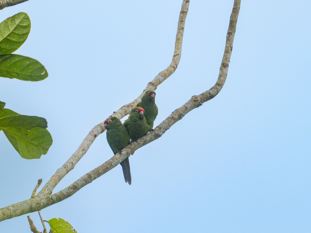 ecuadorparakitt - ML641435649