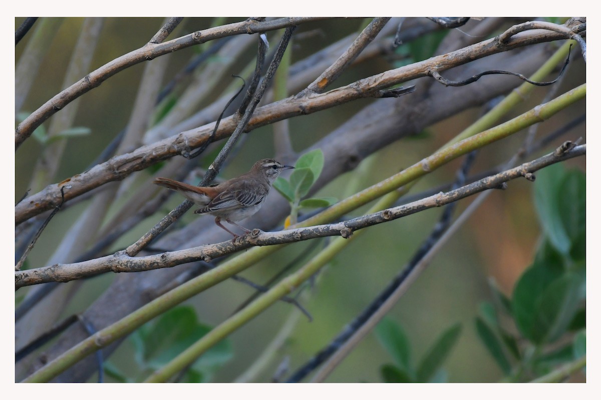 Rufous-tailed Scrub-Robin - ML641435651