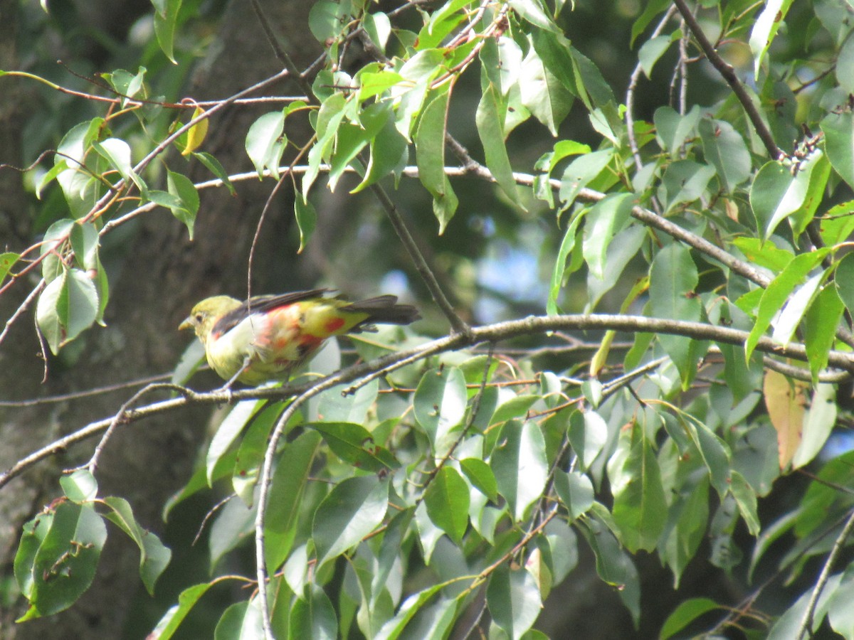 Scarlet Tanager - ML641435667