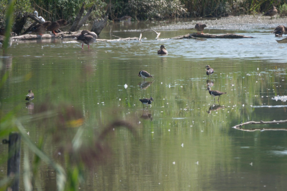 タゲリ - ML641435668