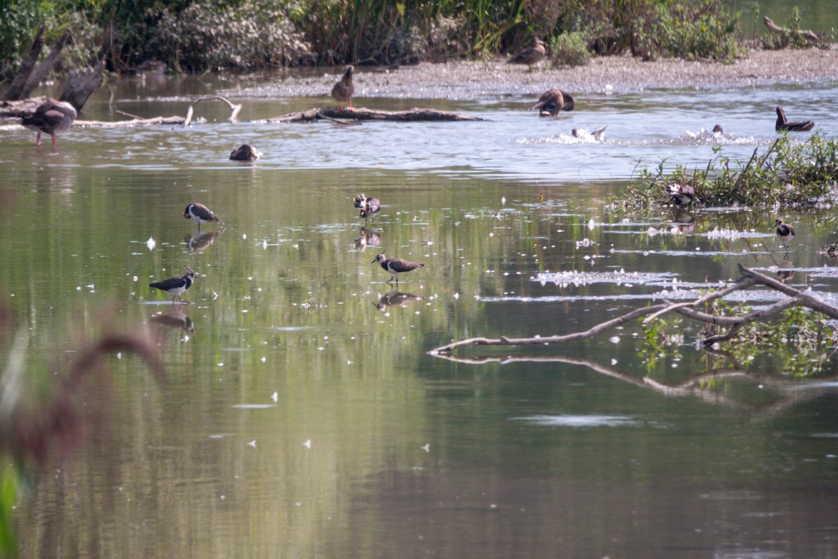 タゲリ - ML641435669