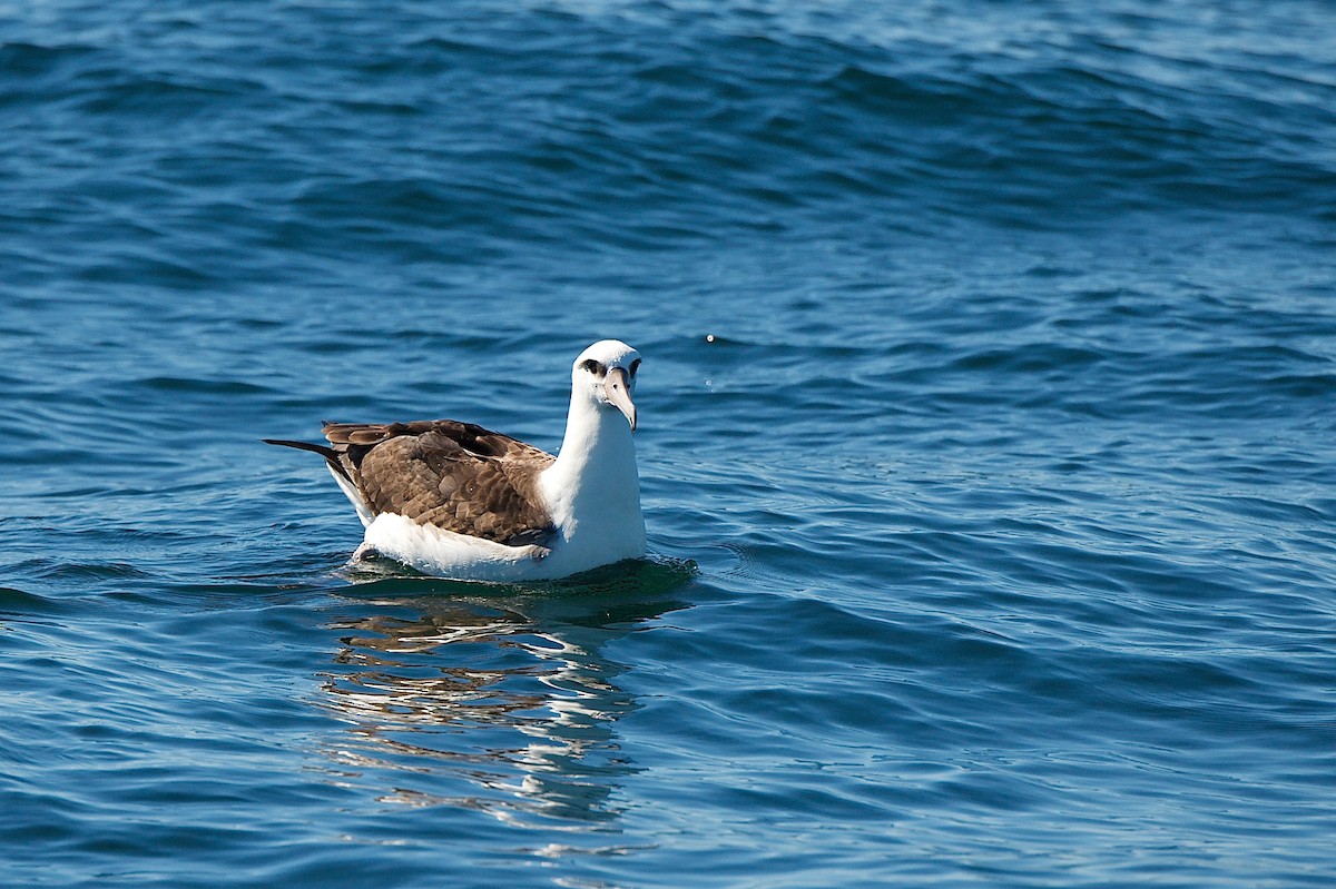 Laysan Albatross - ML641435670