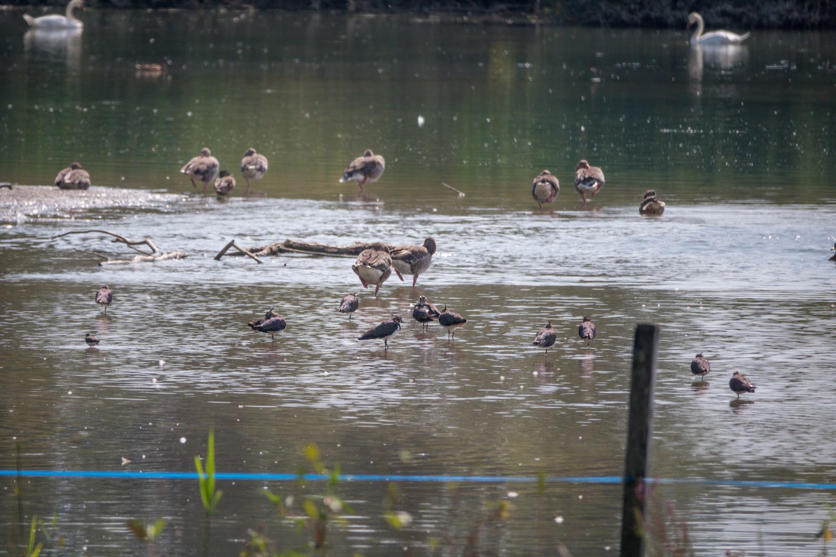 タゲリ - ML641435671