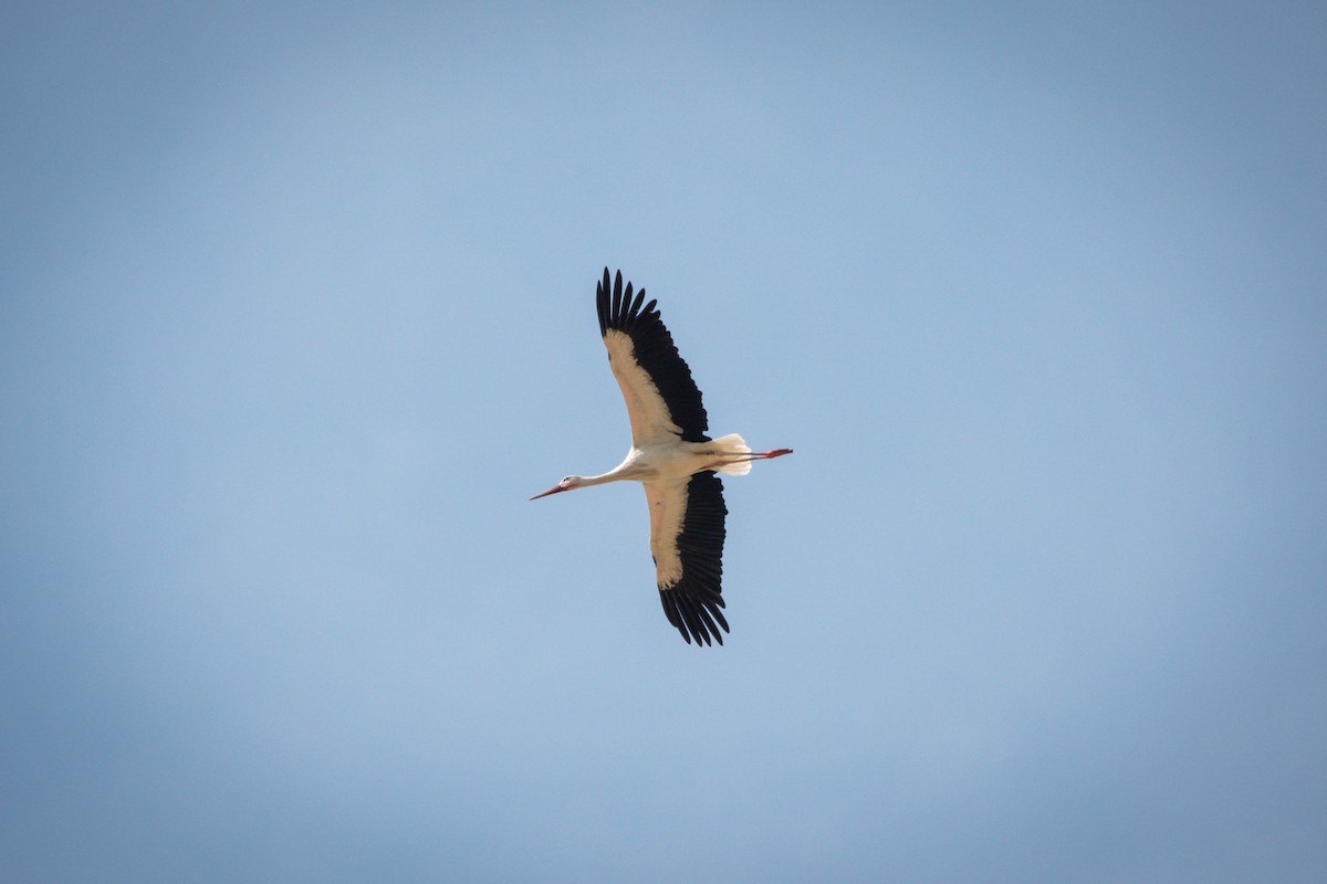 シュバシコウ - ML641435673