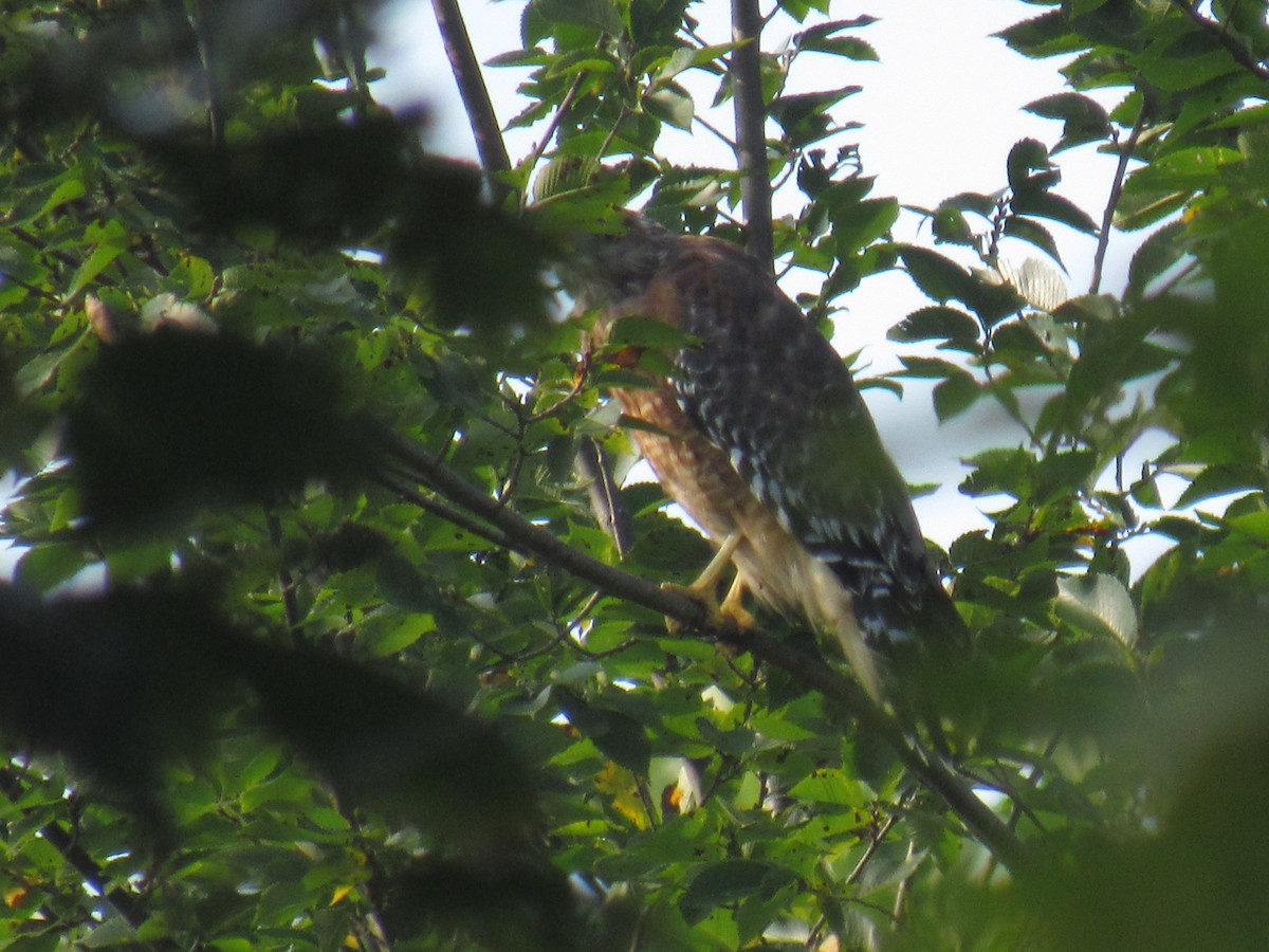 Red-shouldered Hawk - ML641435692