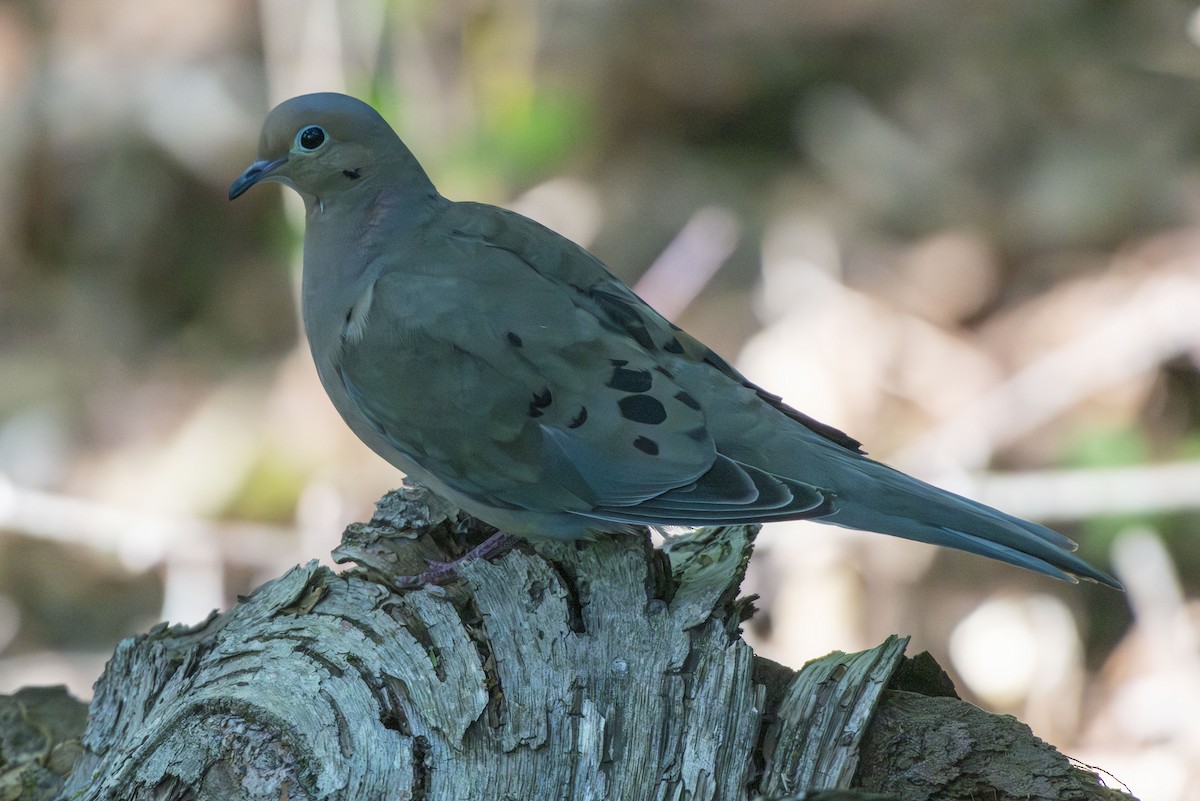 Mourning Dove - ML641435695