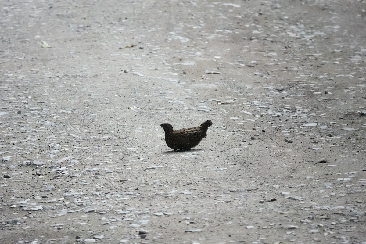 Spotted Wood-Quail - ML641435706