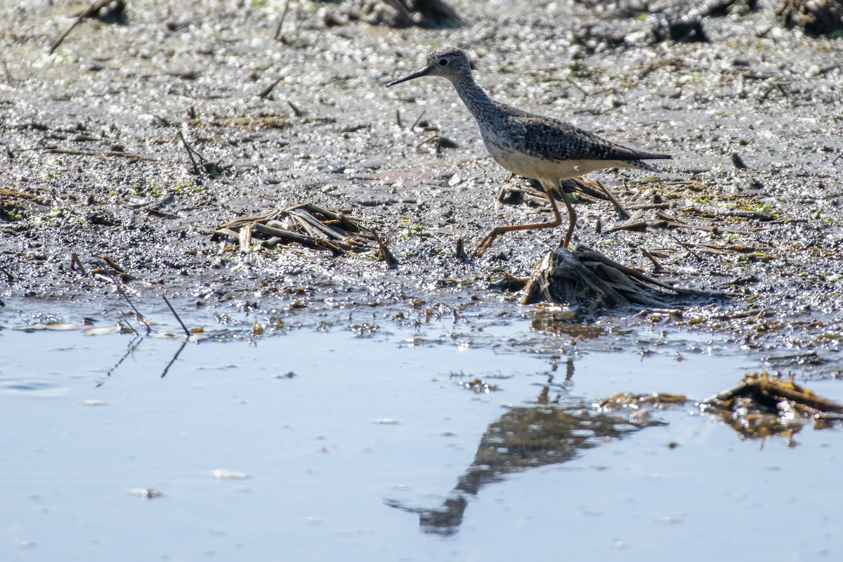 Lesser Yellowlegs - ML641435707
