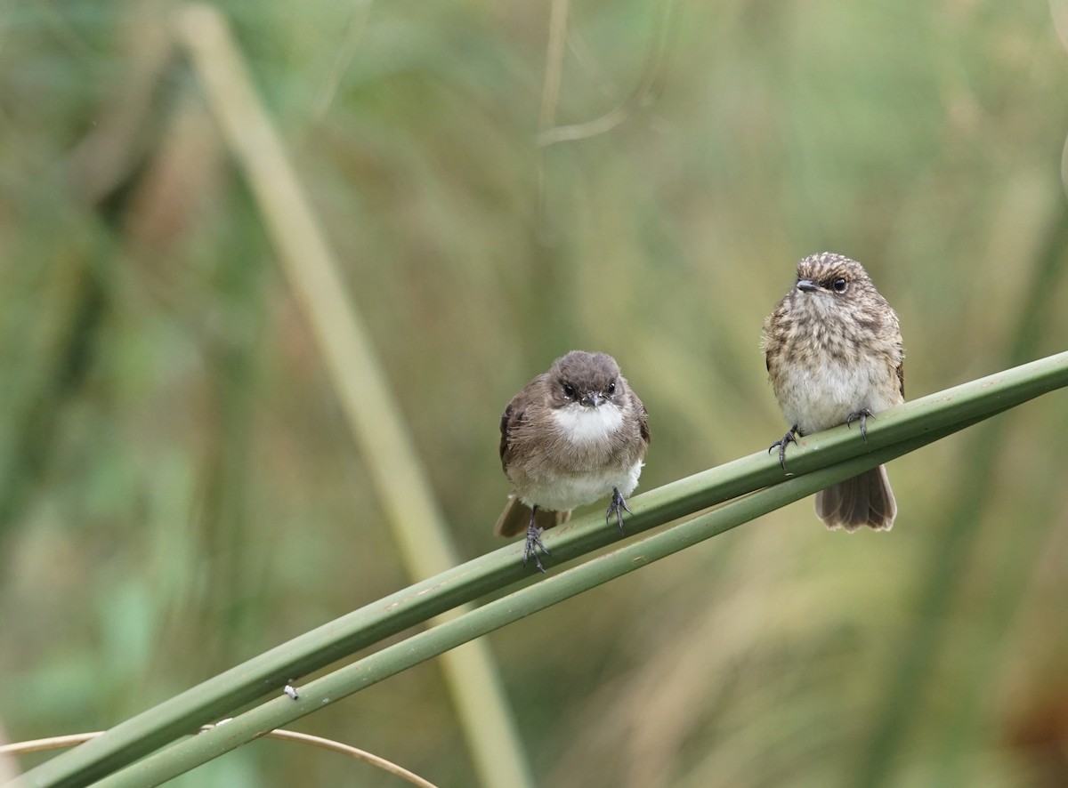 Swamp Flycatcher - ML641435710