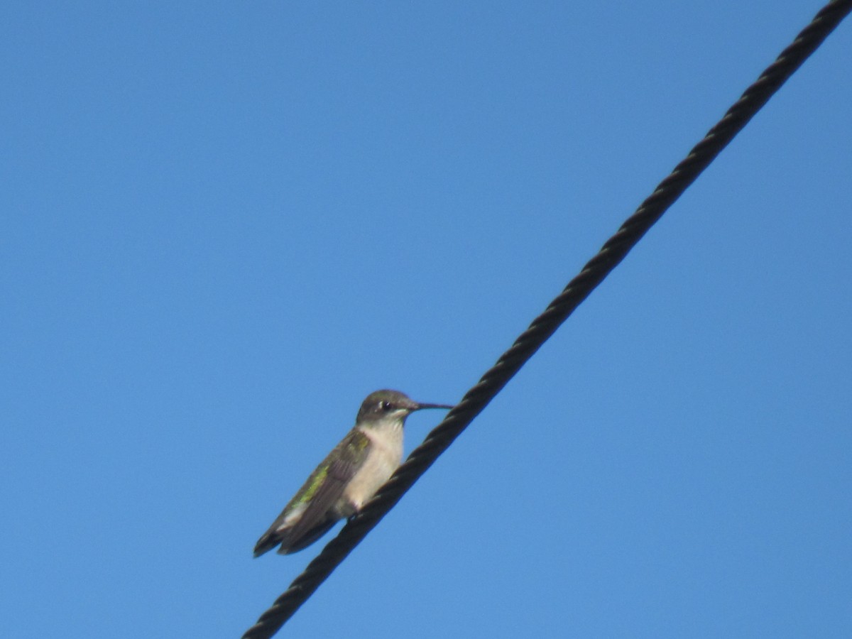 Ruby-throated Hummingbird - ML641435726