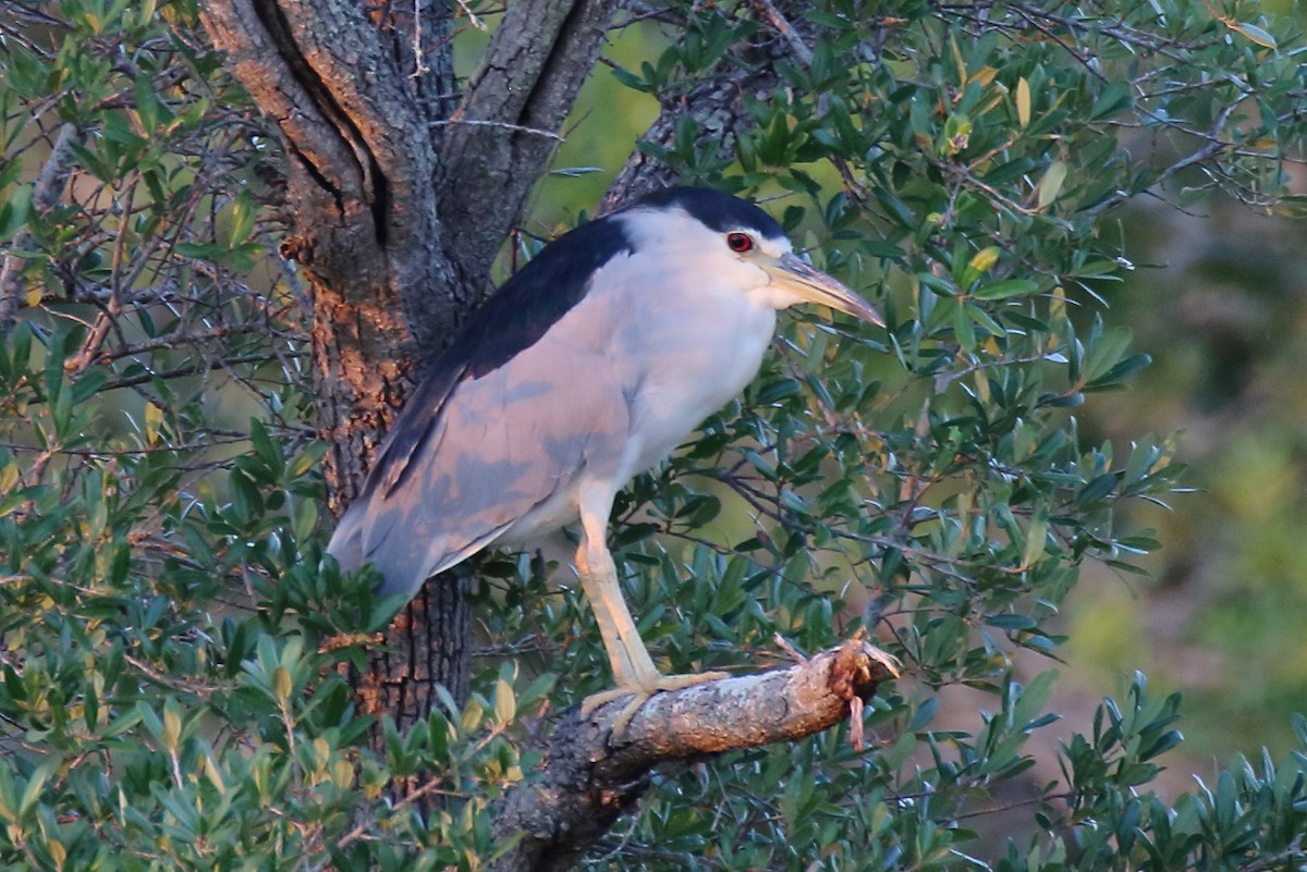 eBird Checklist - 5 Sep 2025 - Bald Point SP - 2 species