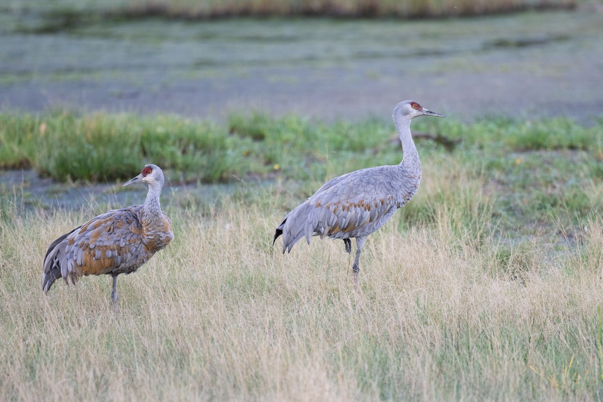 Sandhill Crane - ML641435740