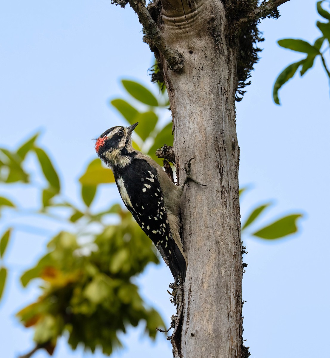 Downy Woodpecker - ML641435768