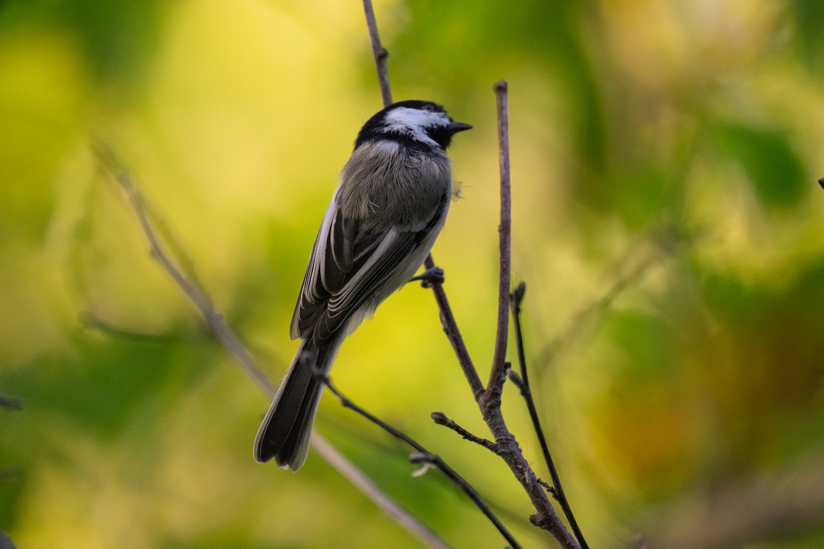 Black-capped Chickadee - ML641435787