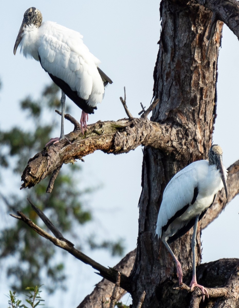 Wood Stork - ML641435790
