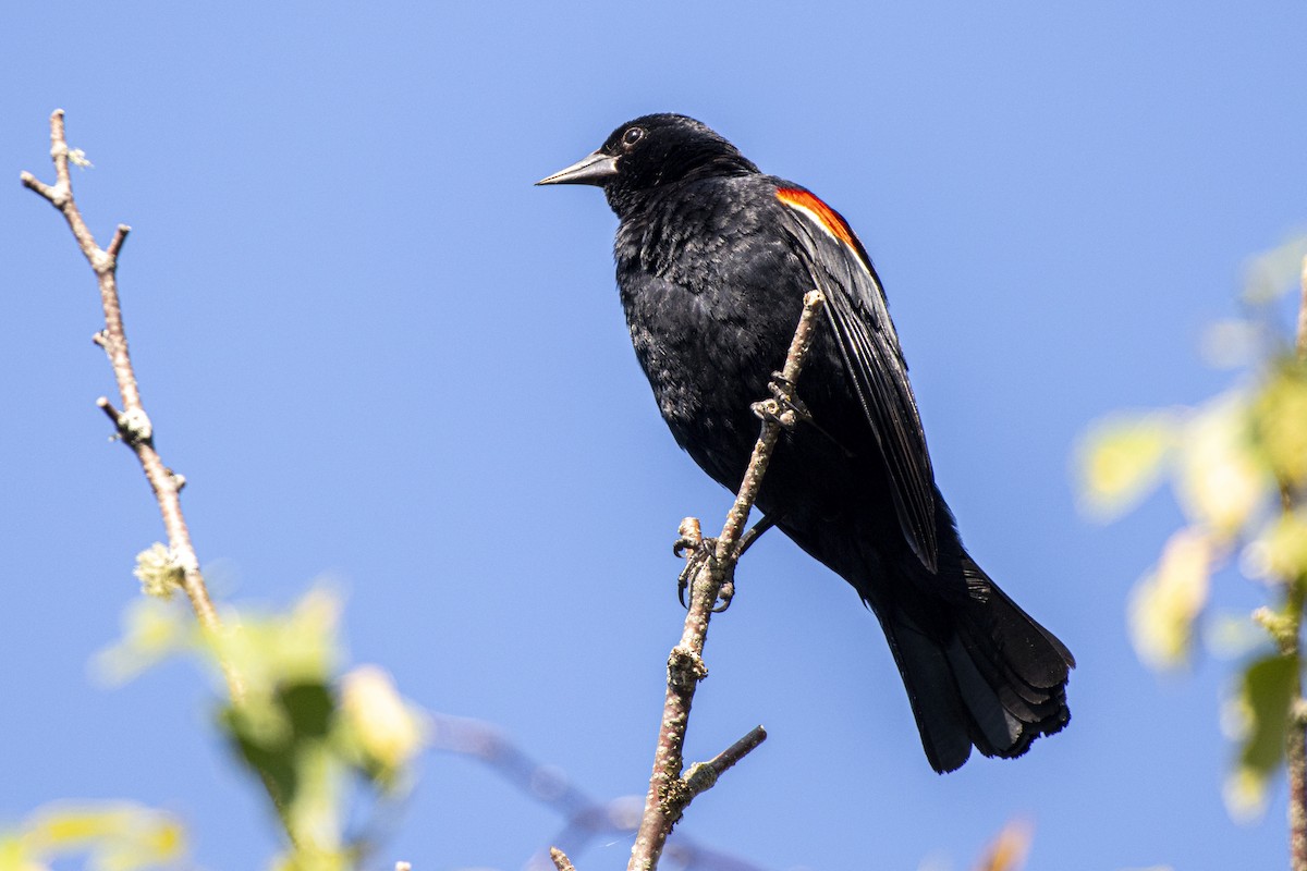 Red-winged Blackbird - ML641435792