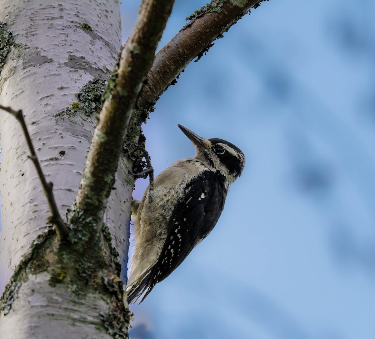 Hairy Woodpecker - ML641435793
