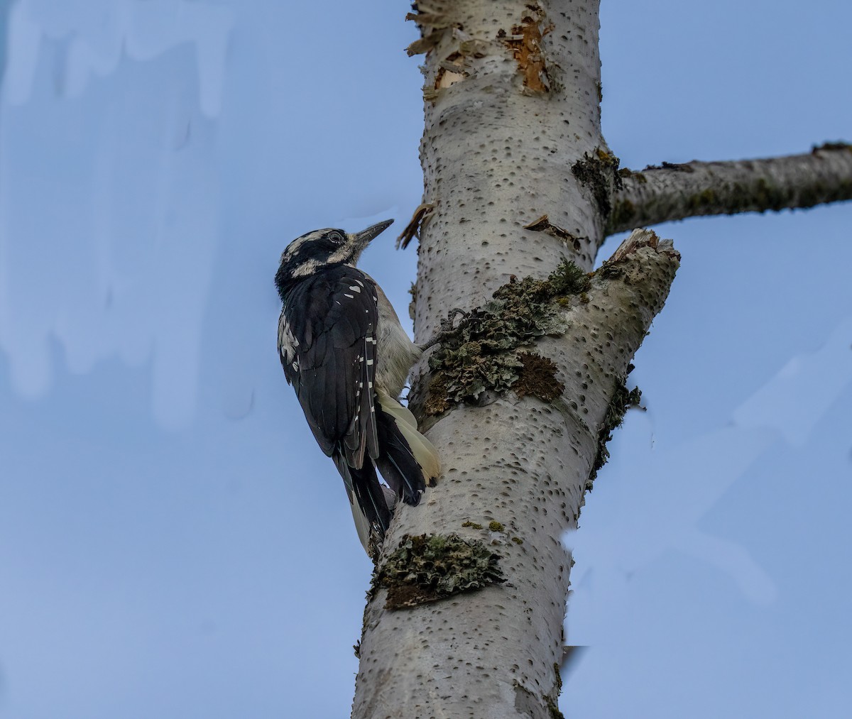 Hairy Woodpecker - ML641435794