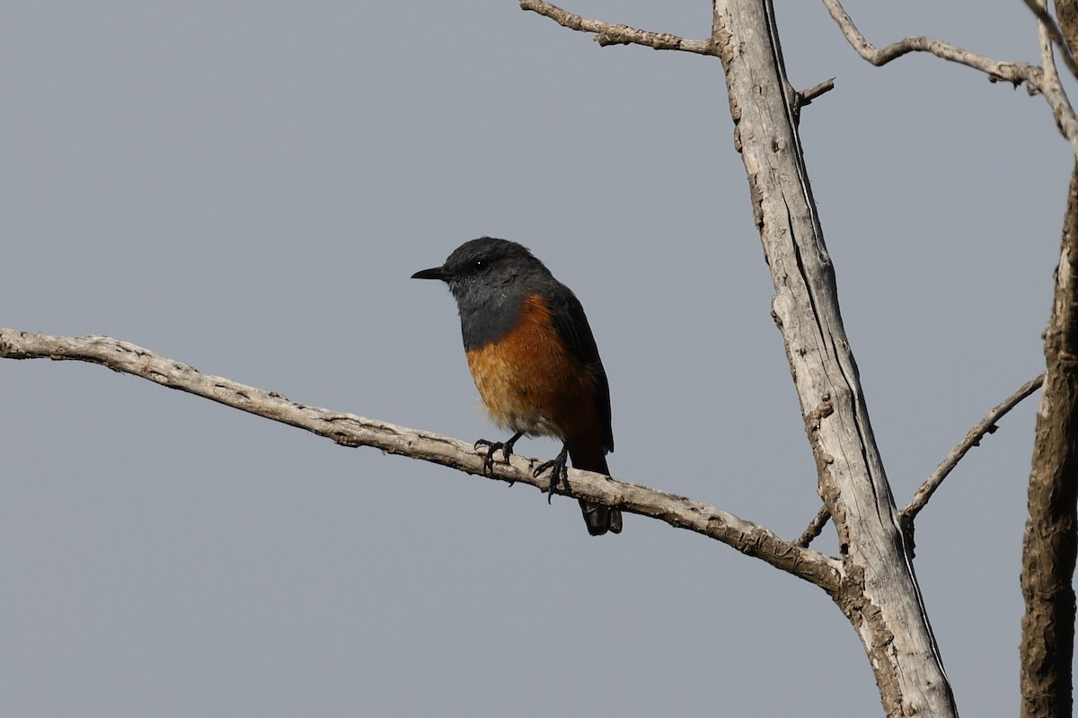 Little Rock-Thrush - ML641435796