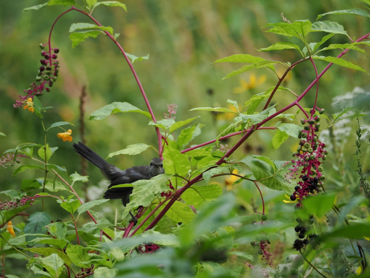Gray Catbird - ML641435798