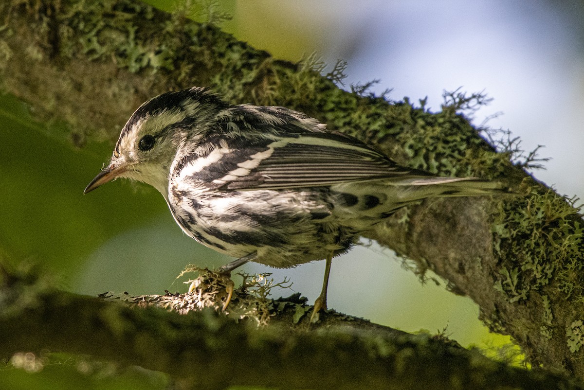 Black-and-white Warbler - ML641435802