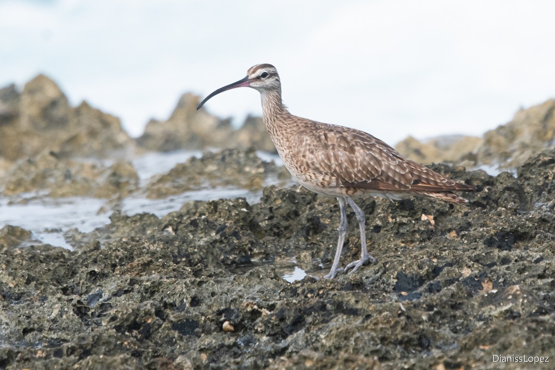 Regenbrachvogel - ML641435816